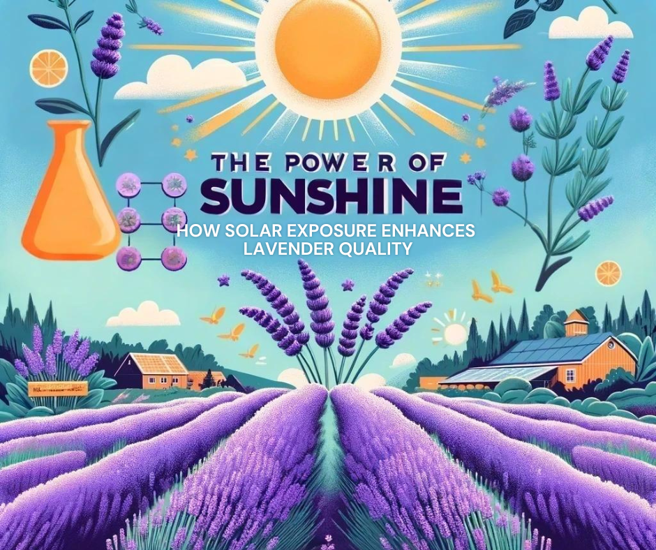 Embracing the Sunshine: How Solar Exposure Elevates Sequim Lavender