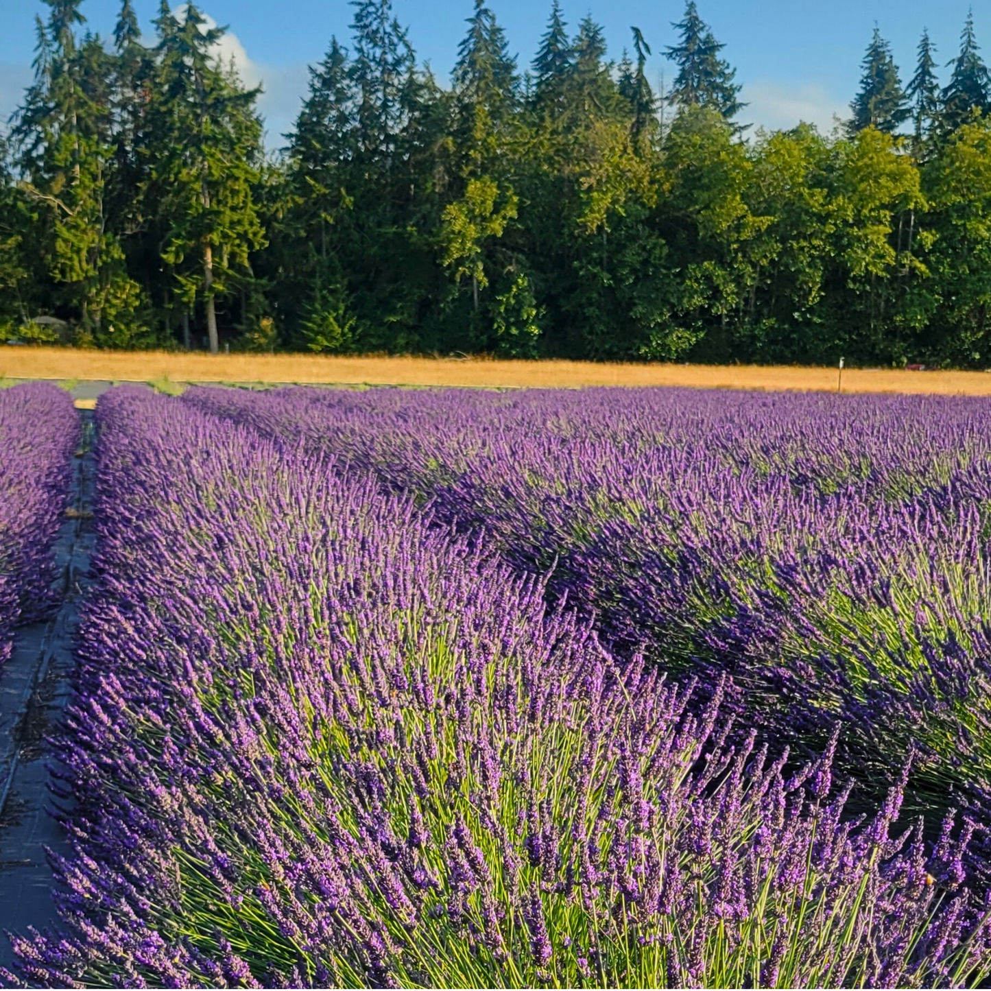 Beard Oil with Lavender and Natural Oils