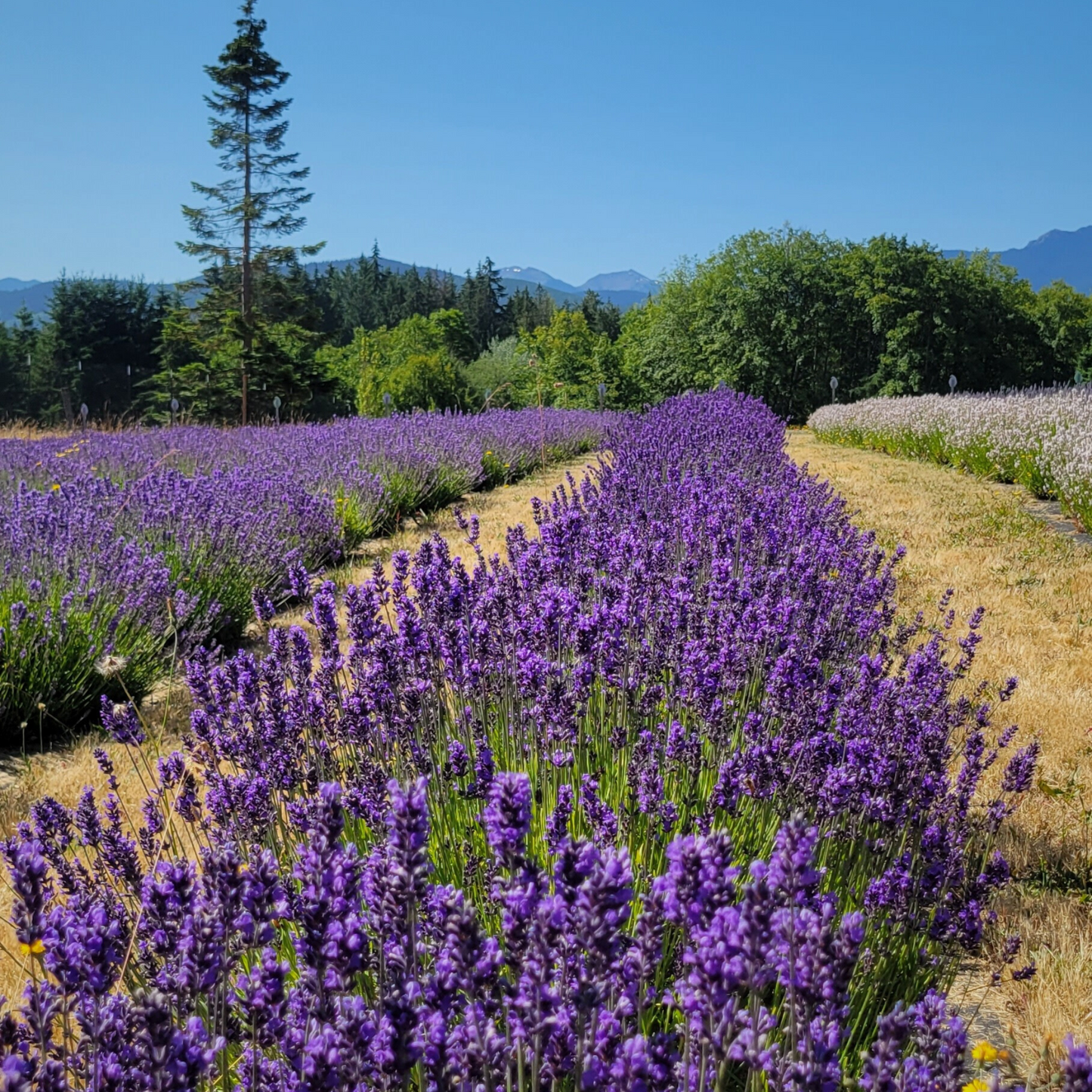 Lavender Essential Oil (Intermedia) - Lavandin, Grosso & Super Varieties (5ml)