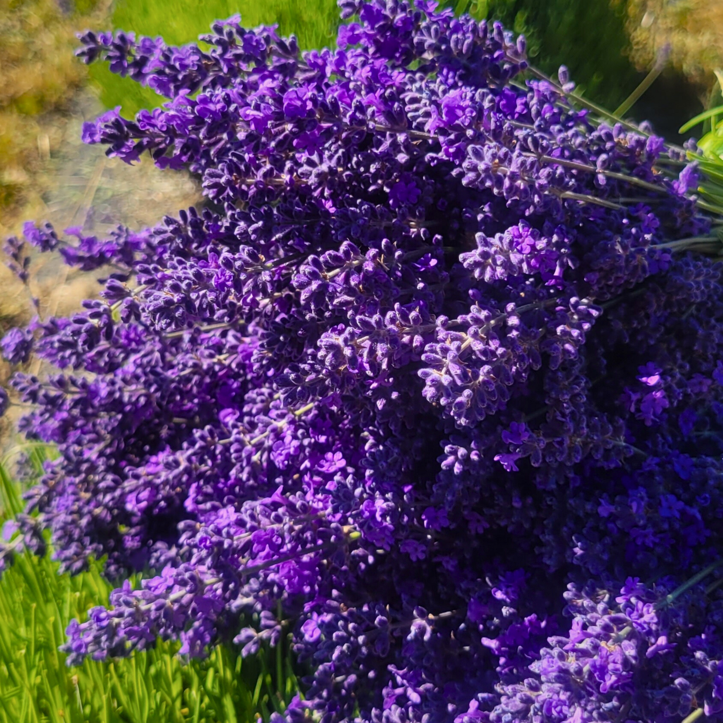 Lavender Roller - Intermedia