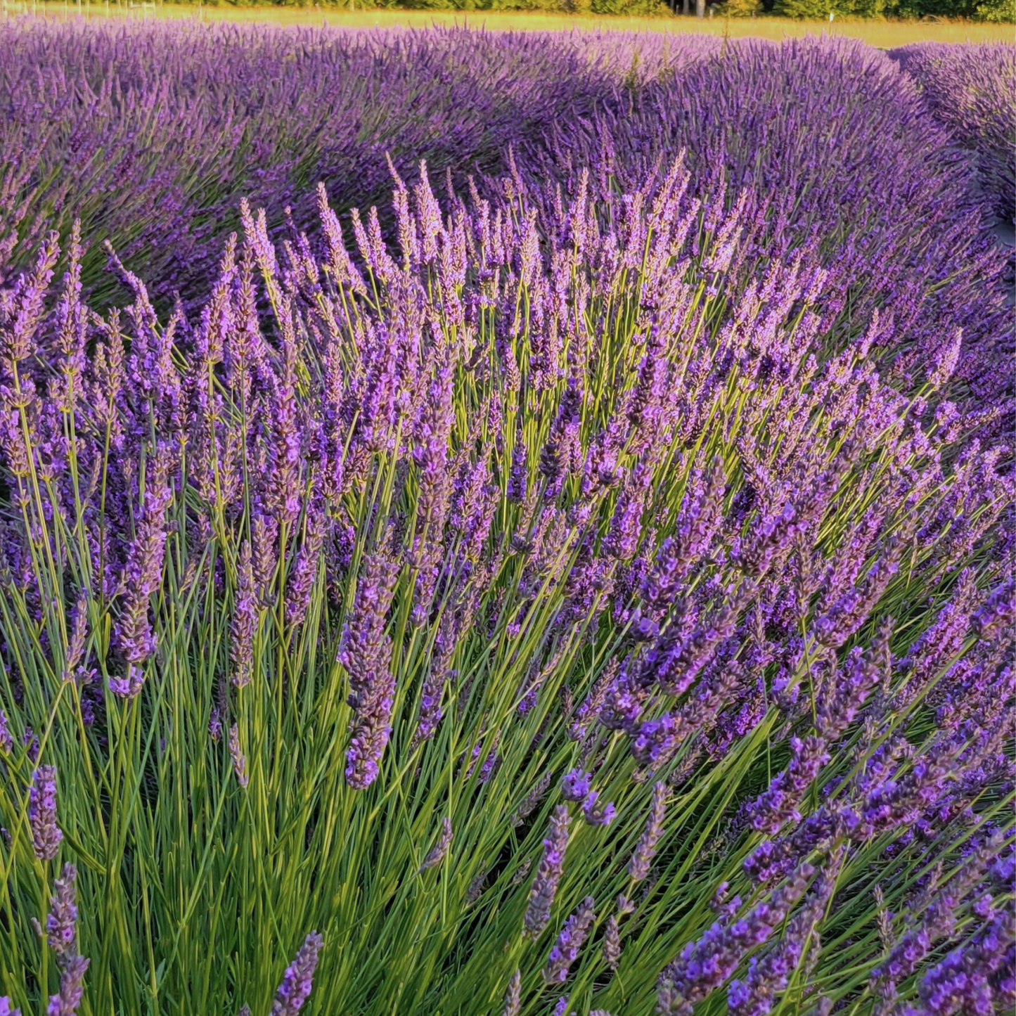 Avice Hill Culinary Lavender Bud